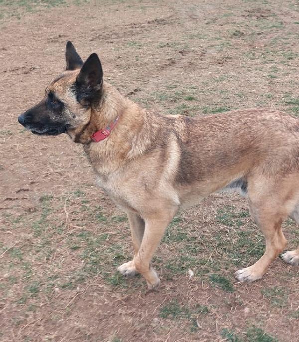 Poor Max, bellissimo Malinois (Mantova) Foto 5